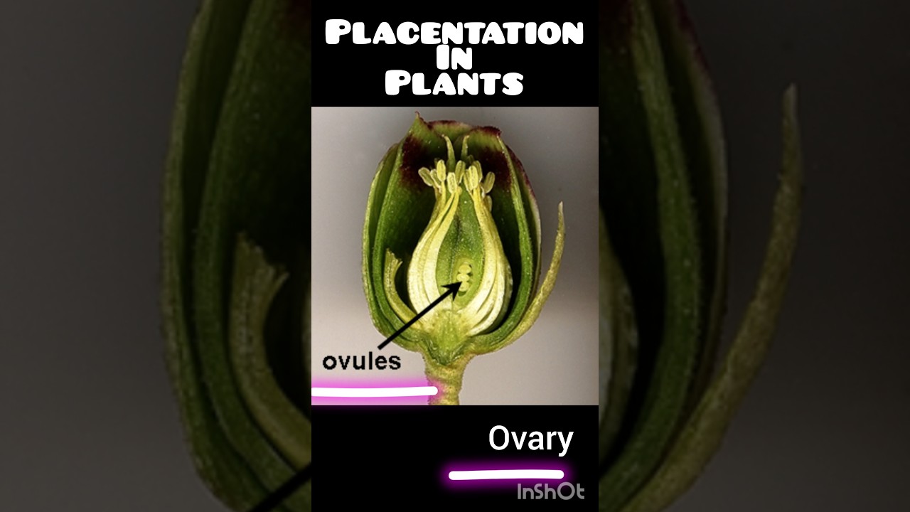 Plant Placentation Types Explained with Examples
