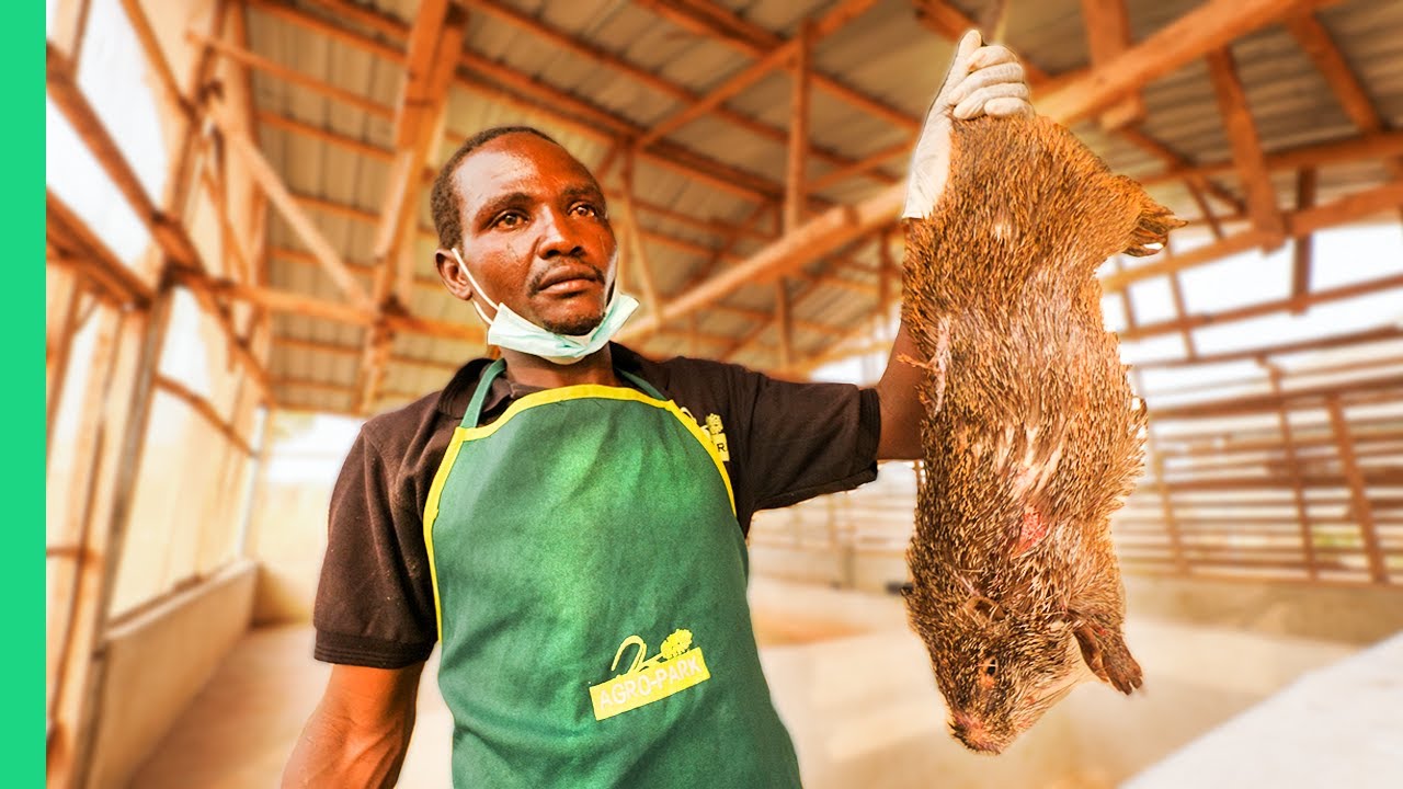 Grasscutter Meat: Nigeria's Bush Delicacy Explained