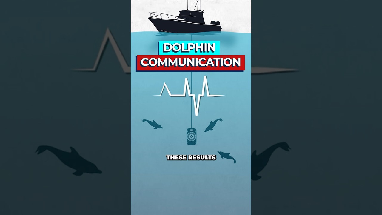 Decoding Dolphin Language: AI Breakthrough Reveals Shared Whistles