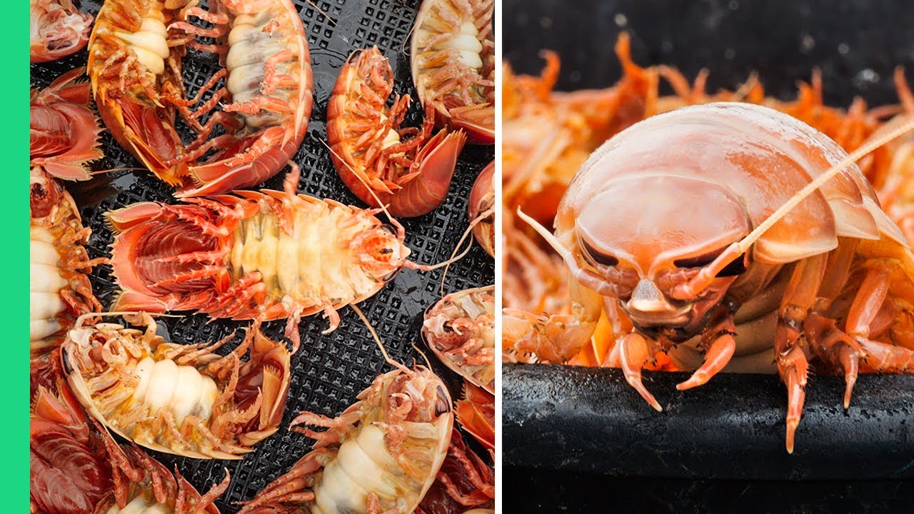 Isopod Eating in Japan: Deep-Sea Culinary Adventure Guide