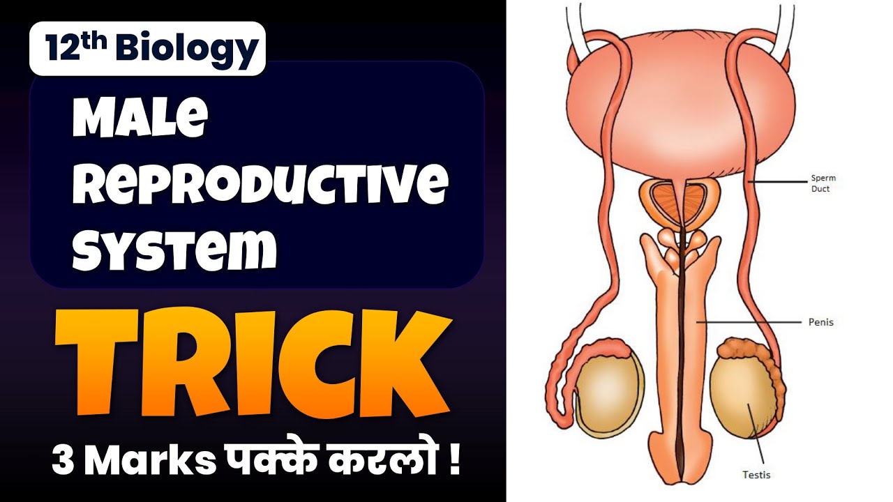 How to Draw Male Reproductive System: Step-by-Step Biology Diagram Guide