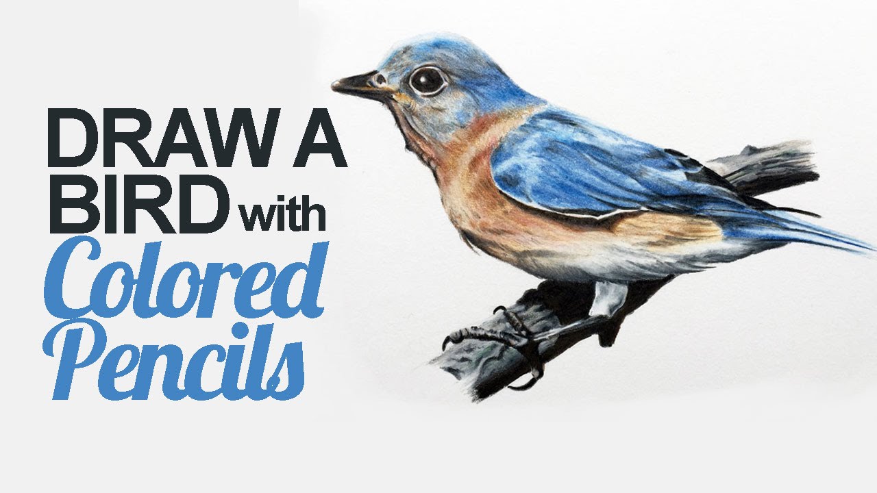 How to Draw a Bird with Derwent Colored Pencils: Step-by-Step Guide