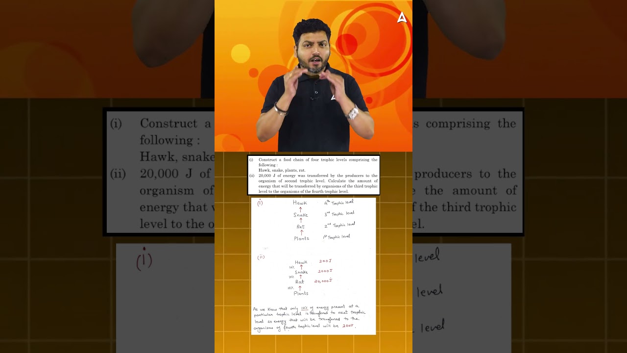Mastering Food Chain Energy Calculations: 2023 Board Exam Solution