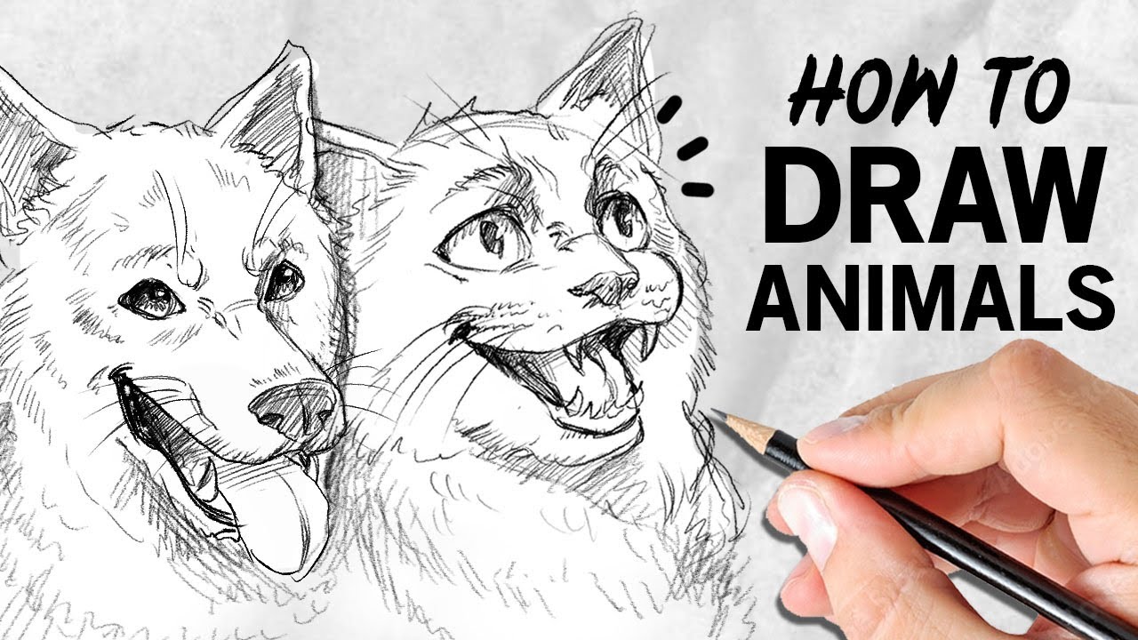 How to Draw Animals: Master the Basic Shapes Method