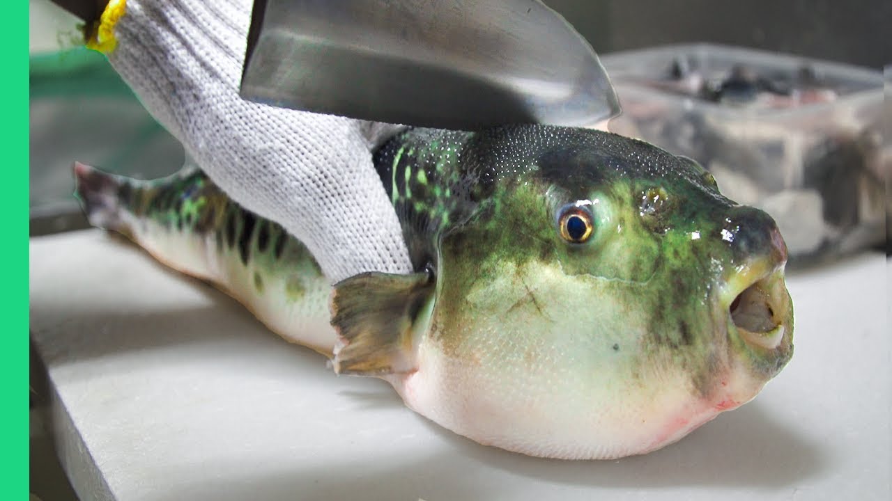 Is Fugu Safe? Debunking Pufferfish Myths & Taste Guide