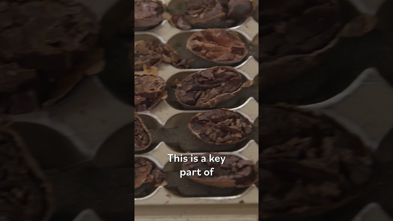 How Chocolate Experts Test Cocoa Bean Quality: Inside a Micro Lab