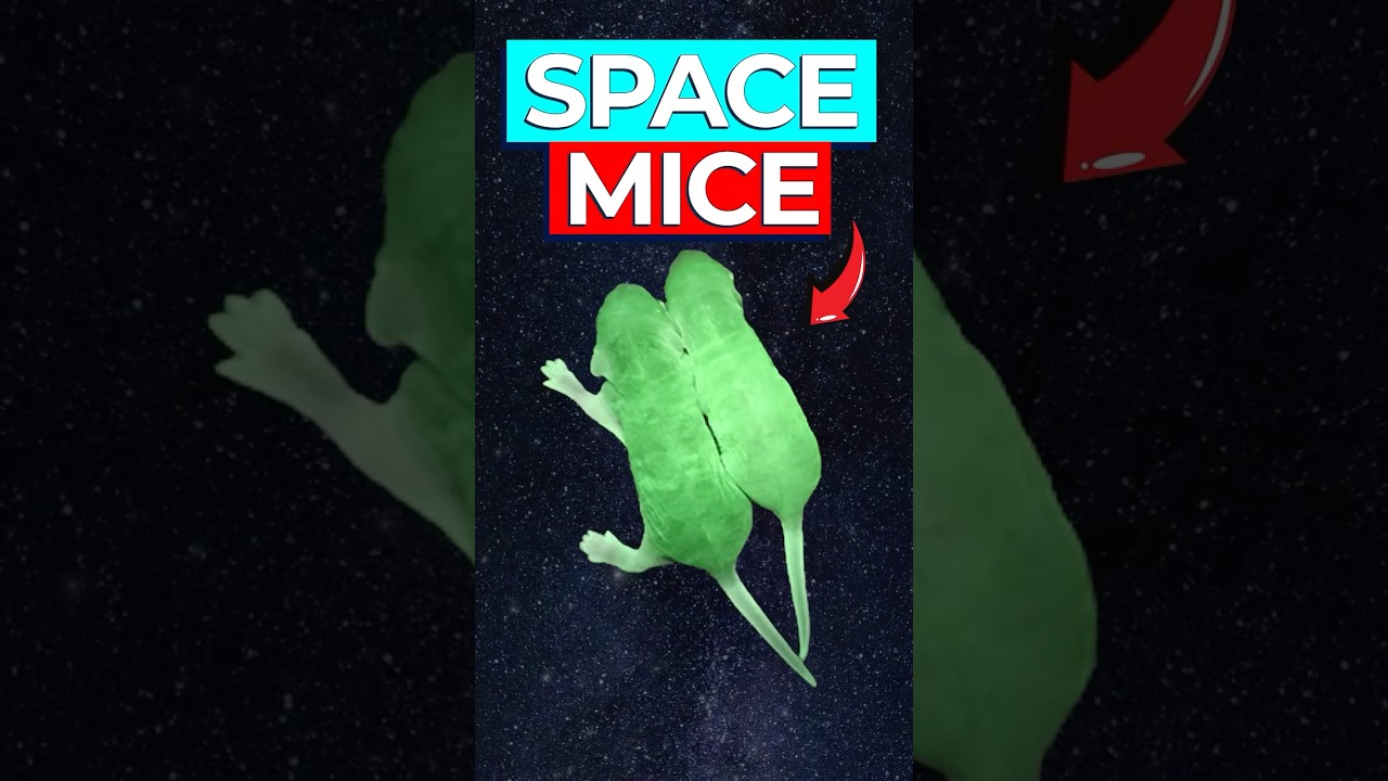 Space Mice Breakthrough: Fertility Solution for Mars Colonization?