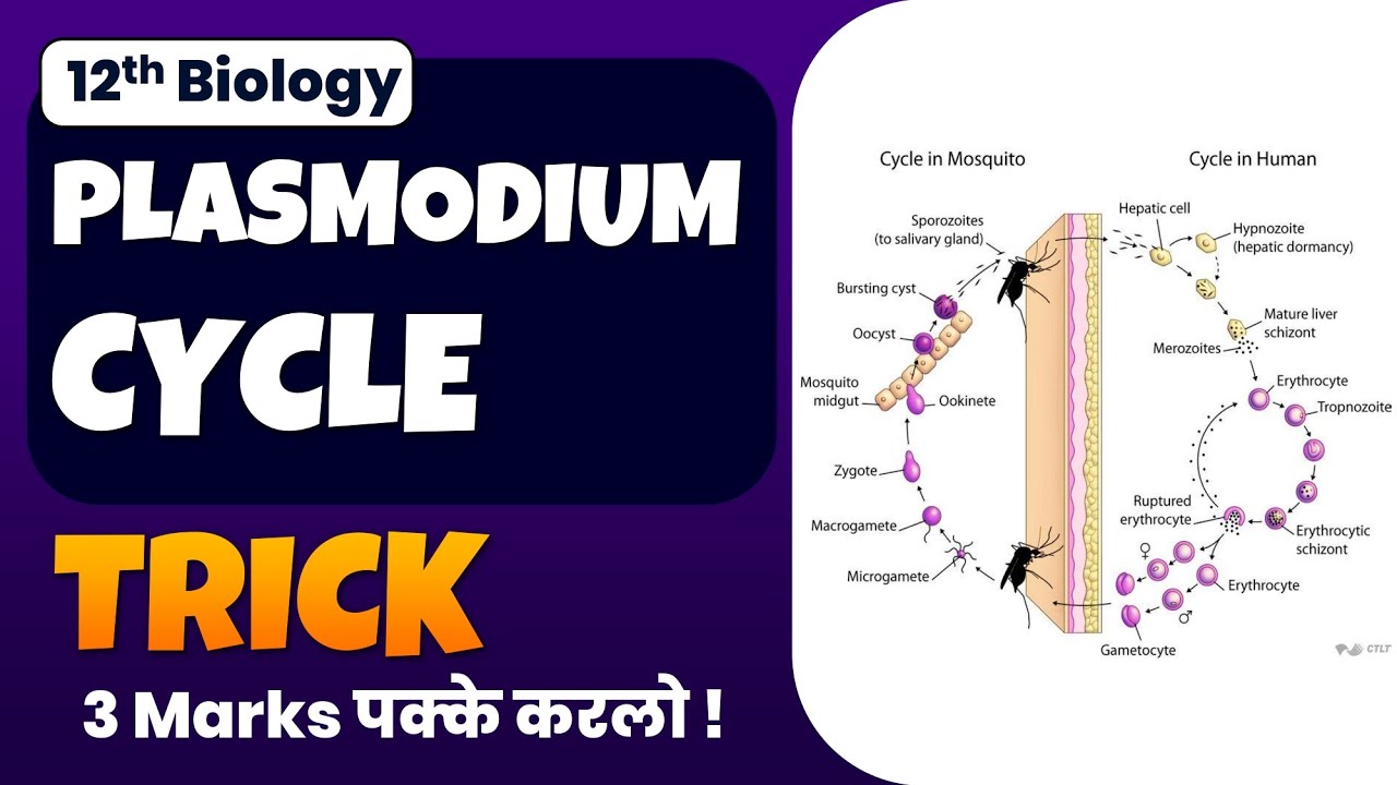 Master the Plasmodium Life Cycle with This Simple Memory Trick