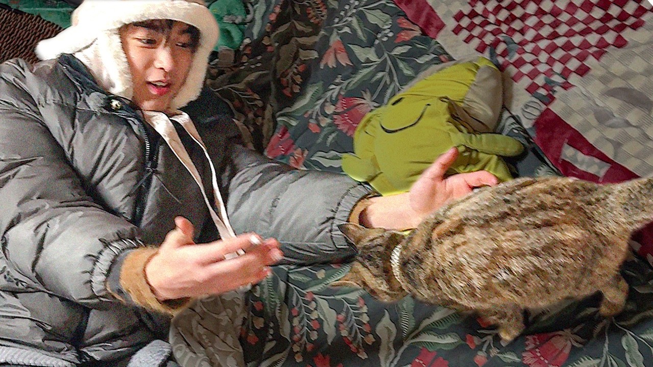 Decoding Viral Pet Comedy: Cats, Dumplings & Chaos Explained