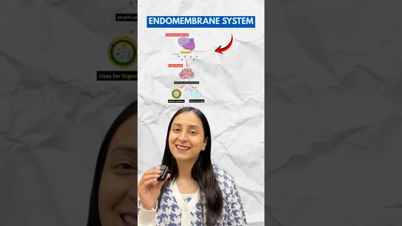 Endomembrane System Components and Functions Explained