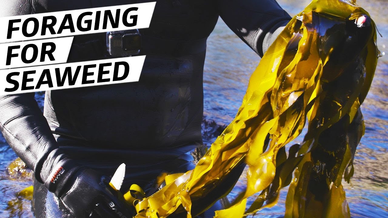 Edible Seaweed Foraging Guide: Safe Harvest & Cooking Tips