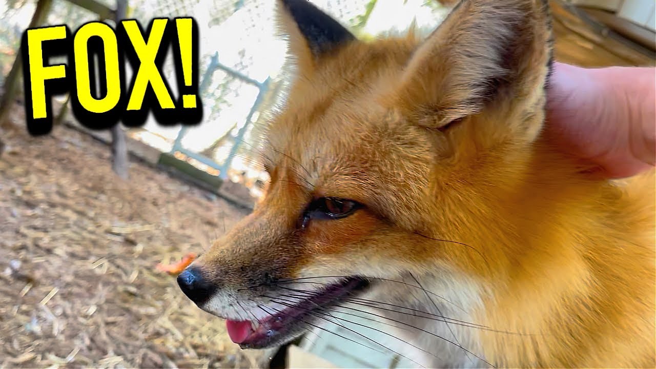 Fennec Fox Care Guide: Realities Behind the "Happy Fox" Smile