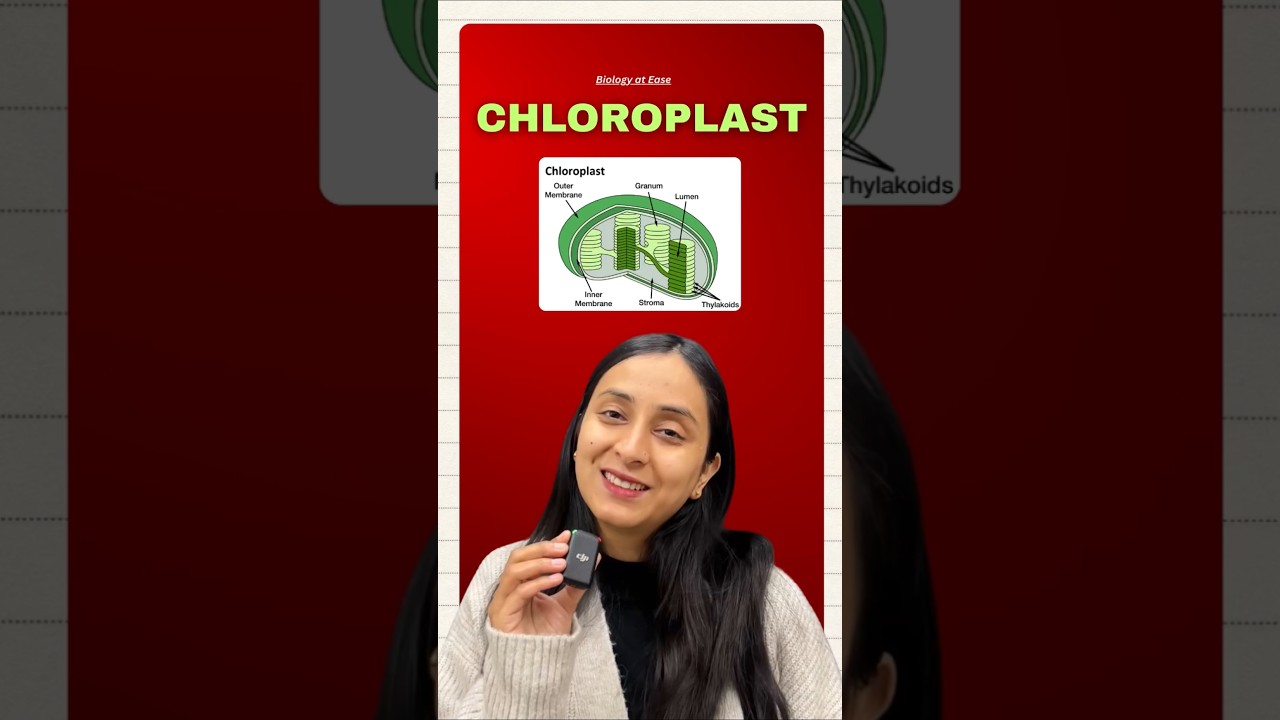 Chloroplast Structure & Functions Explained Simply