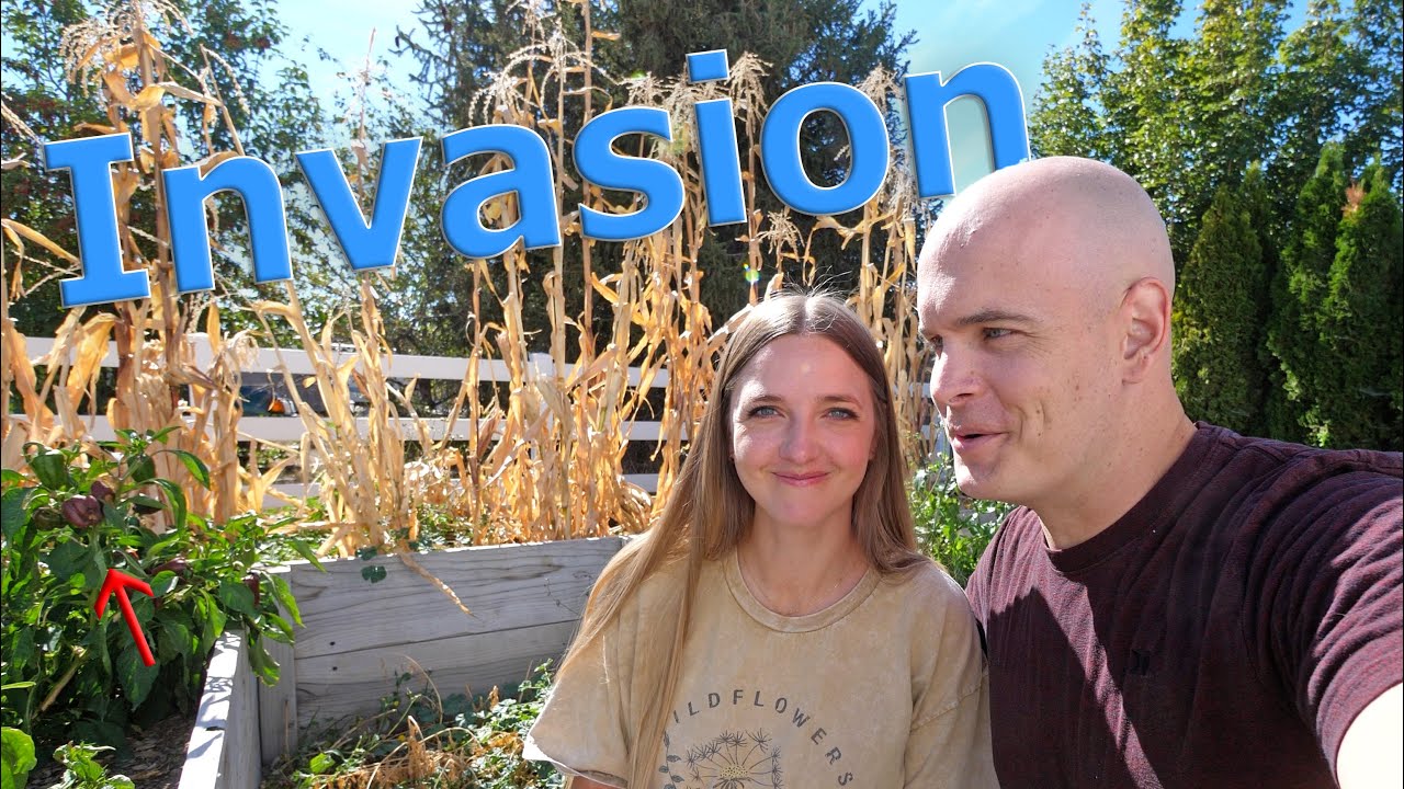 Backyard Garden Wins & Lessons: Our Family's Season Update