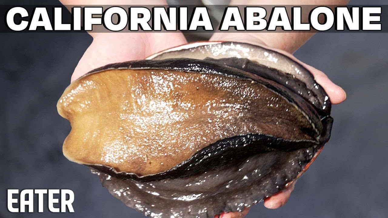 California Red Abalone Farming: Sustainable Aquaculture Explained