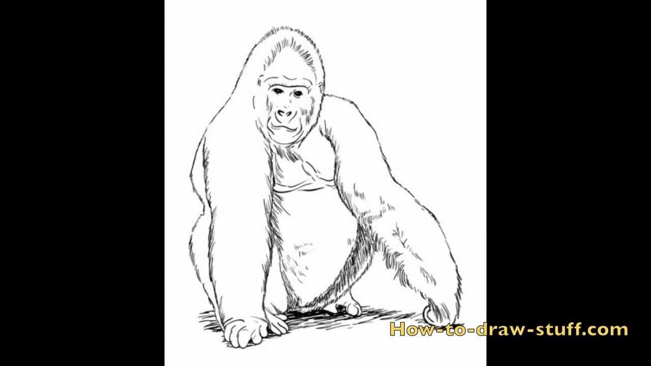 How to Draw a Gorilla: Step-by-Step Guide for Beginners