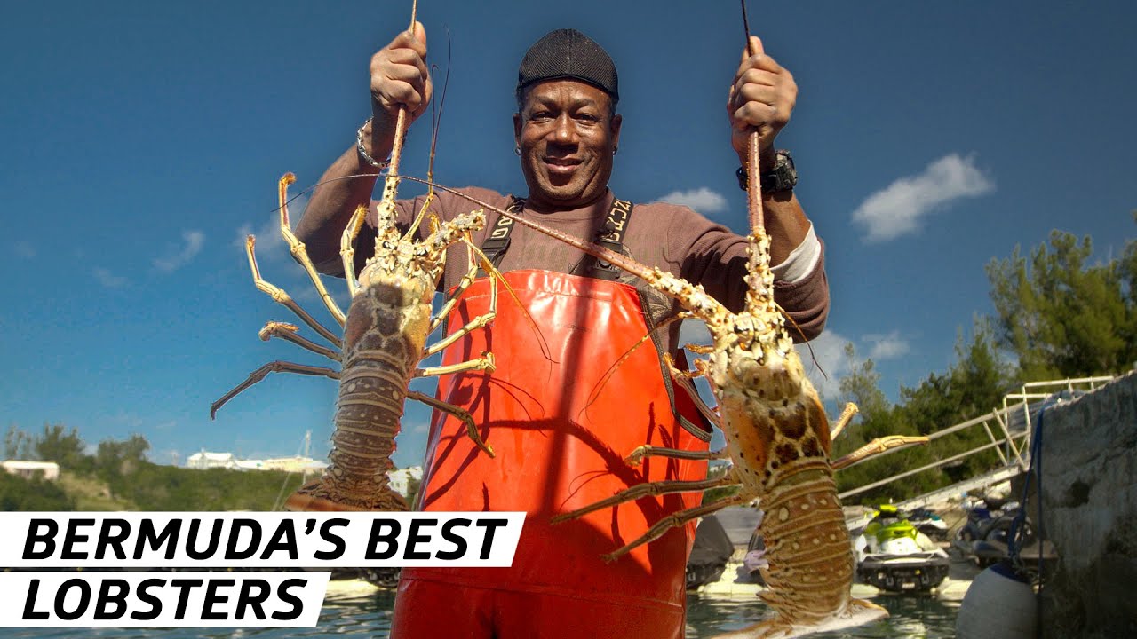 Bermuda Spiny Lobster Fishing: Season, Rules & Local Secrets