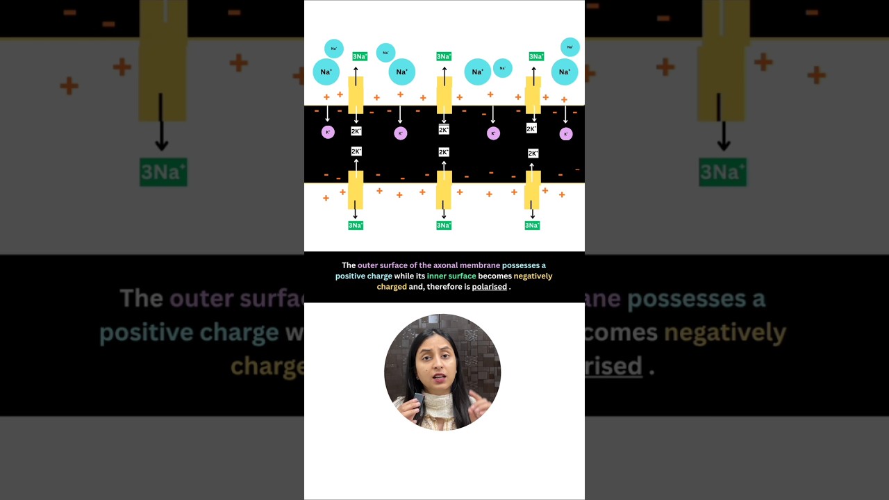 Why Neurons Are Excitable Cells: Polarized Membrane State Explained