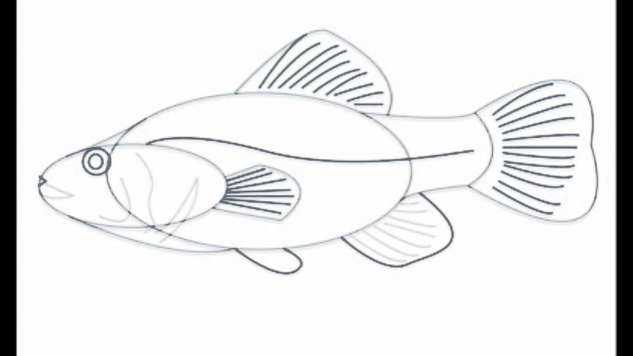 How to Draw a Fish Step by Step for Beginners