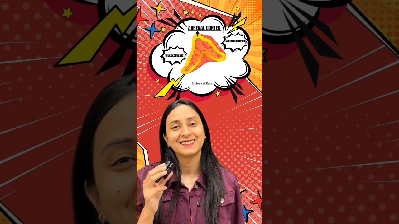 Adrenal Cortex Layers & Hormones Simplified: GFR Mnemonic Guide