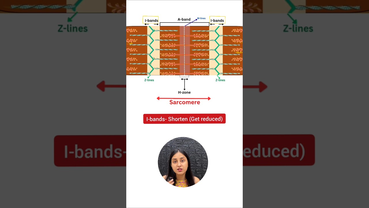 What Changes Occur When Skeletal Muscle Contracts? Key Structural Shifts