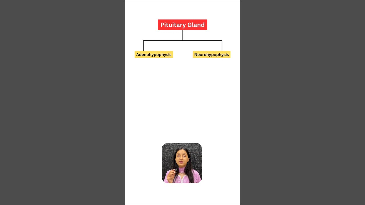 Pituitary Gland Anatomy and Hormones Explained Simply
