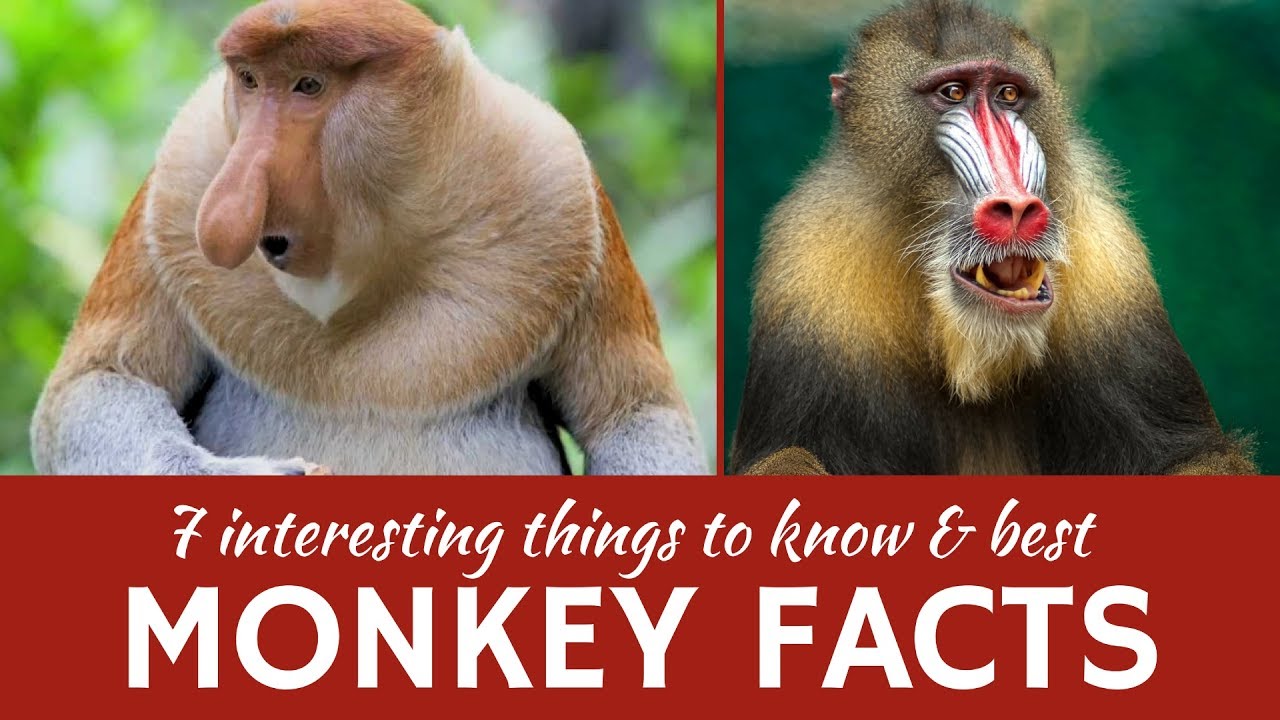 Ape vs Monkey Differences: Key Traits and Behaviors Explained