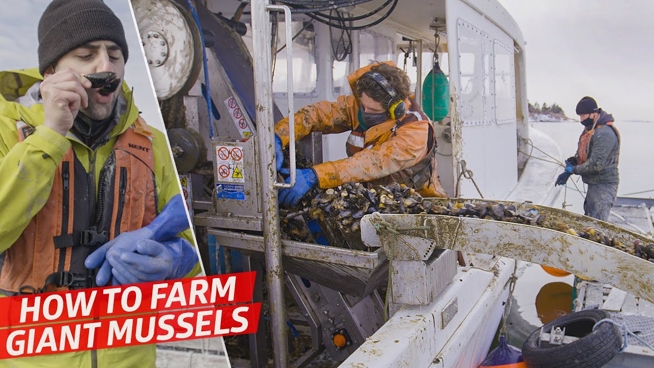 Sustainable Mussel Farming: How Tech Makes Ocean Harvest Profitable