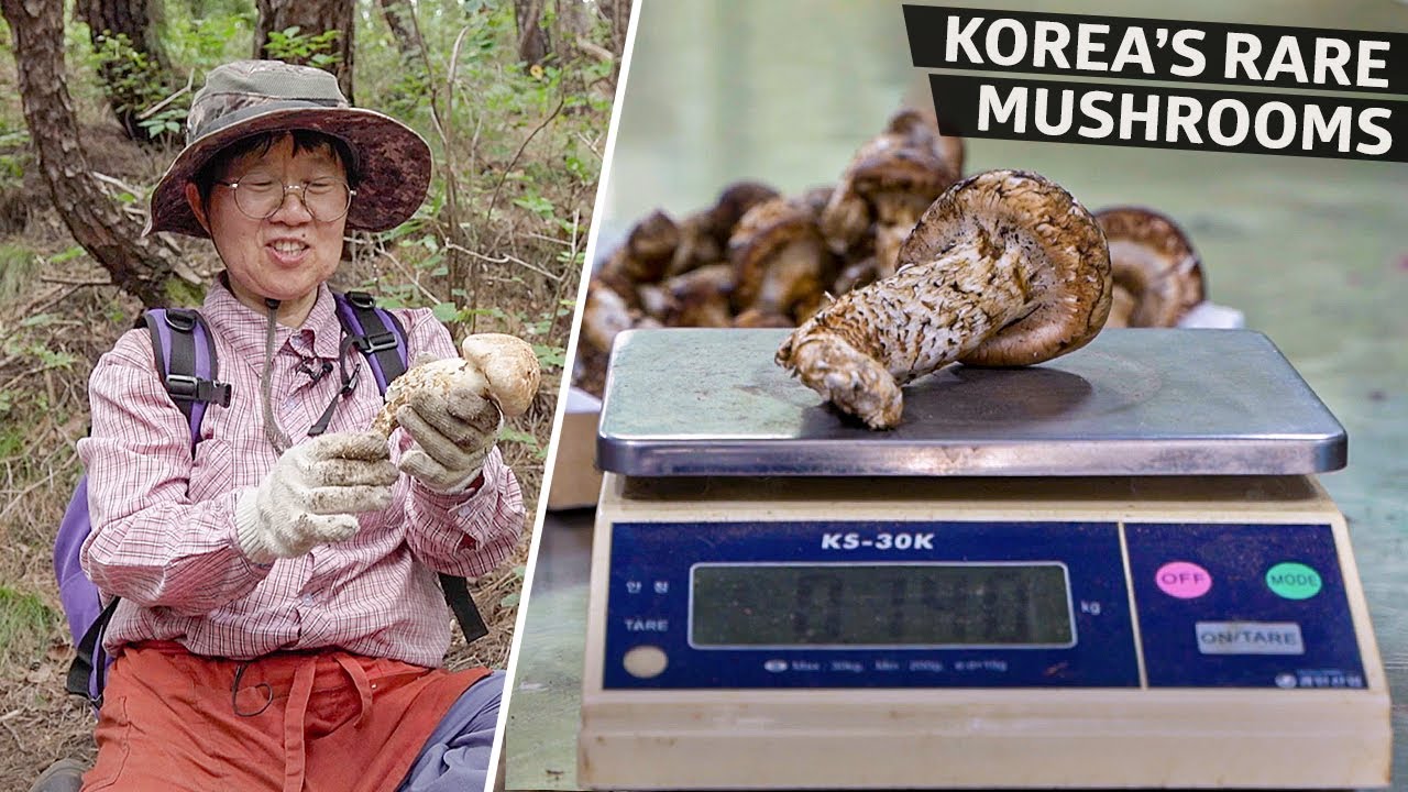 Yangyang Pine Mushrooms: Why They Command Premium Prices