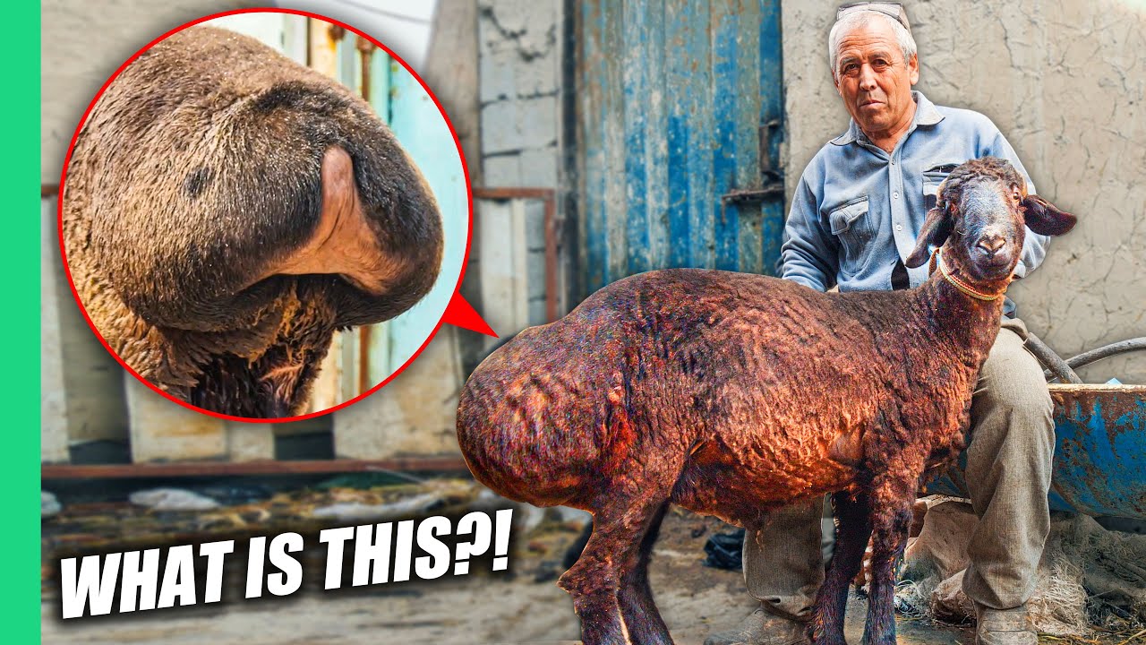 Uzbekistan's Fat-Tailed Sheep: 8 Unbelievable Dishes & Cultural Significance
