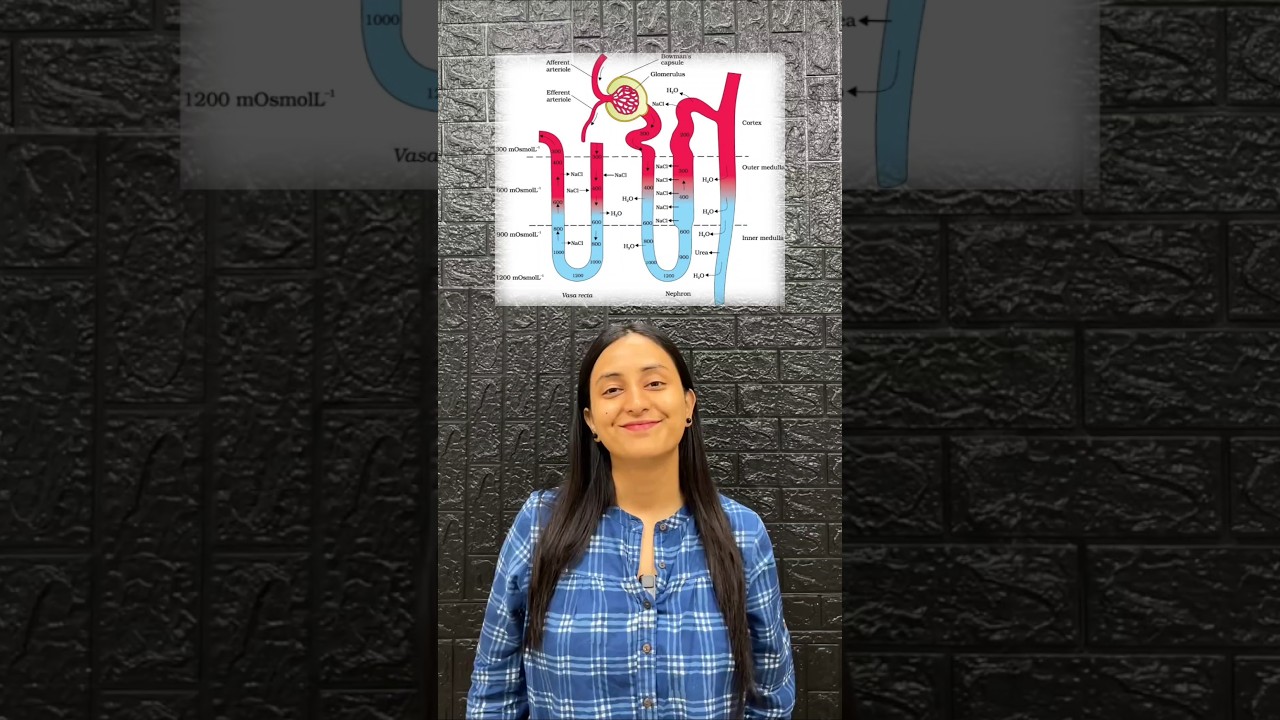 Countercurrent Mechanism Explained: Kidney Osmolarity in 2 Minutes