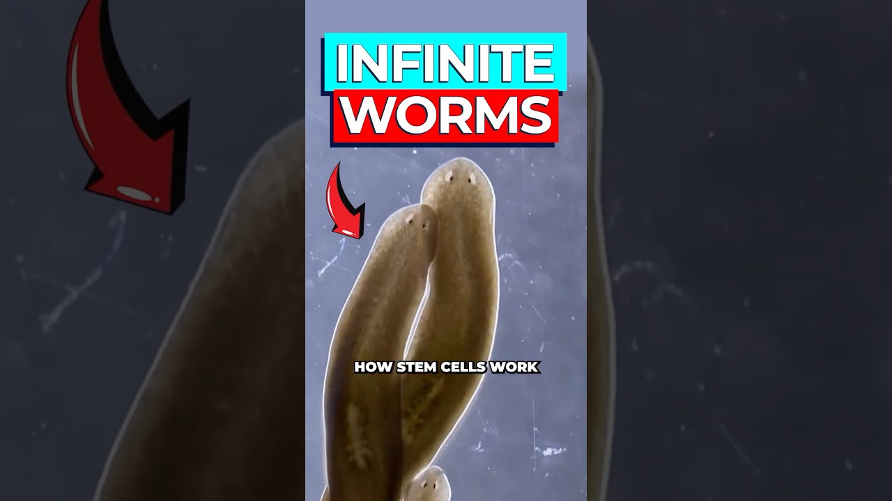 Gut Cells Command Flatworm Regeneration: Stem Cell Breakthrough