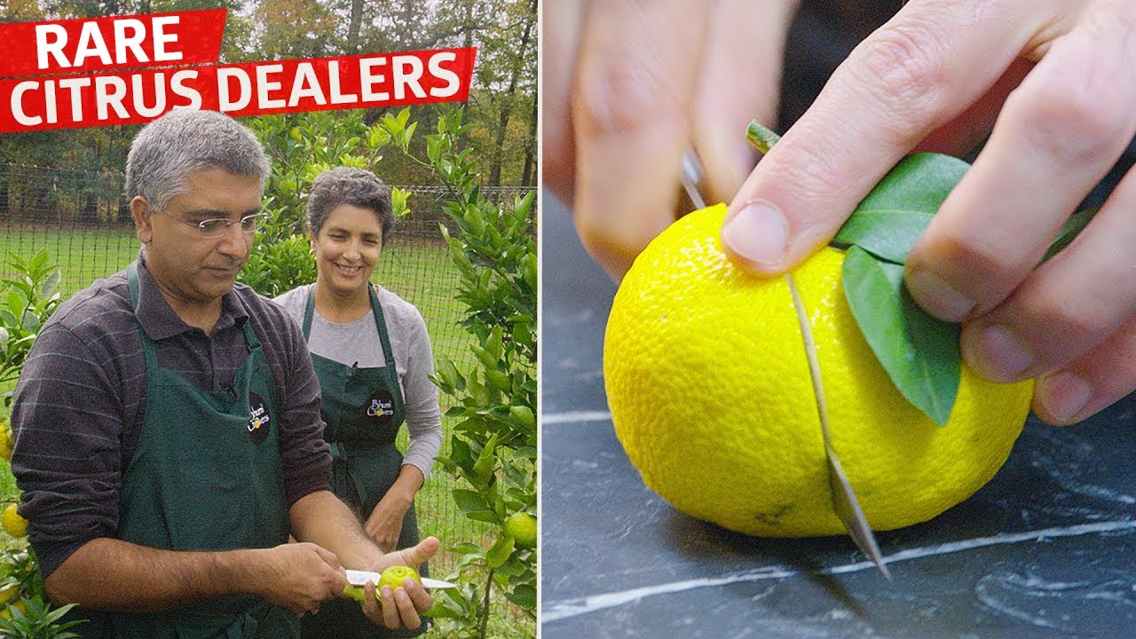 Growing Yuzu in New Jersey: A Farmer's 15-Year Journey