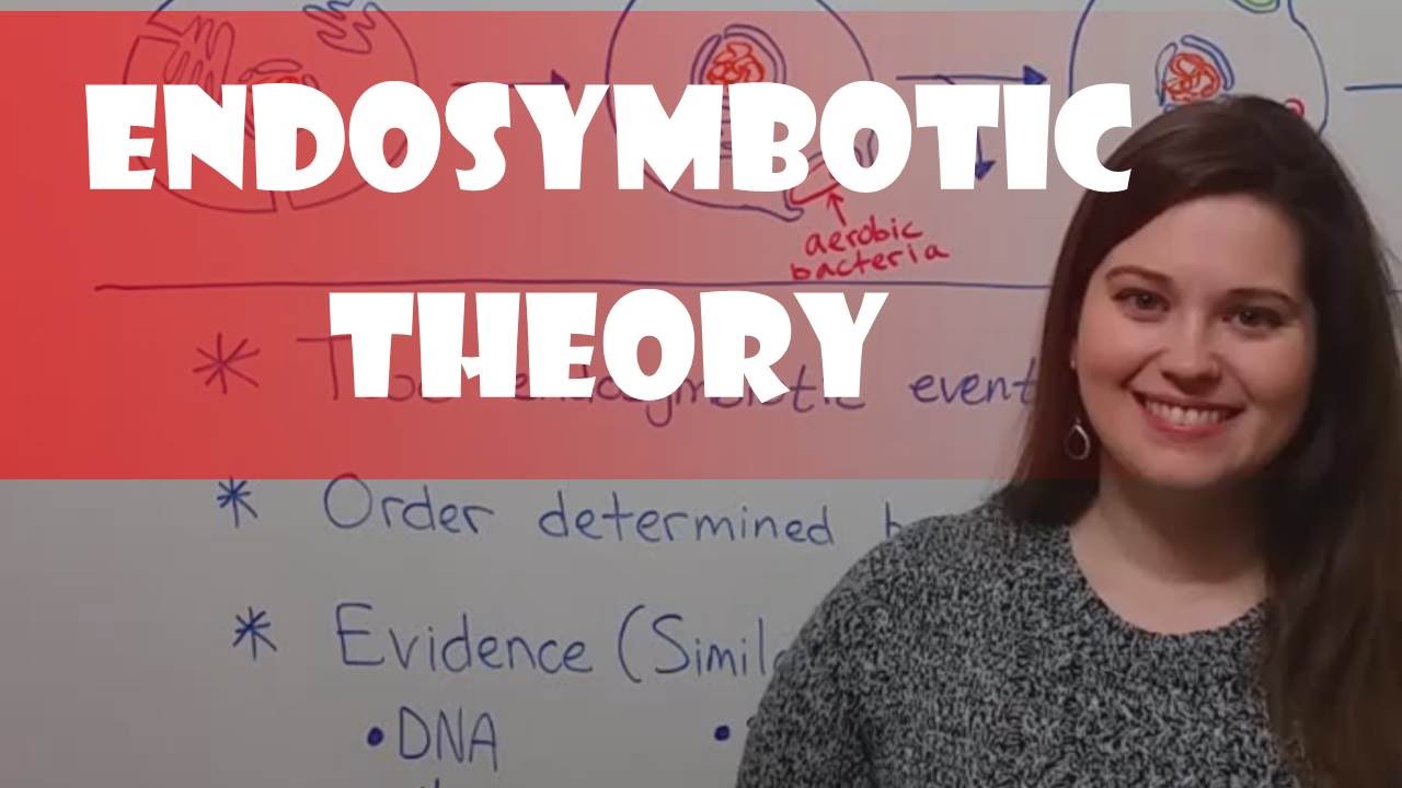 Endosymbiotic Theory: How Eukaryotic Cells Evolved Organelles