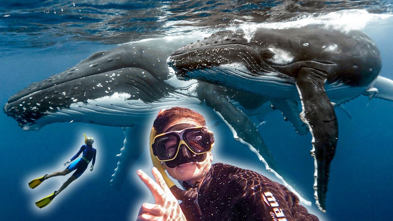 Whale Watching Réunion Guide: Tips for Magical Encounters