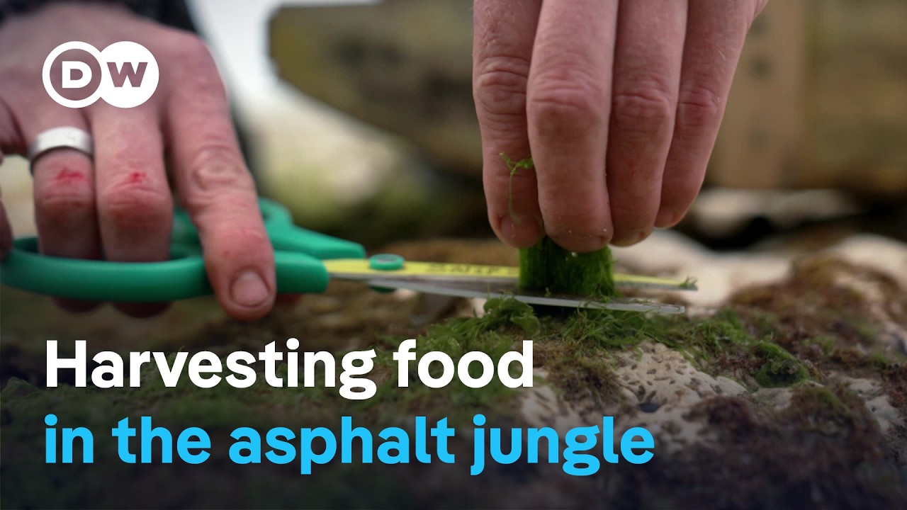 Urban Foraging Guide: Find Free Food Safely in Cities