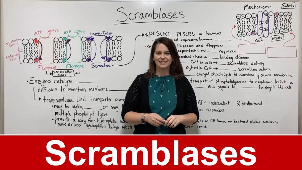 Scramblase Function in Membrane Asymmetry and Apoptosis Explained