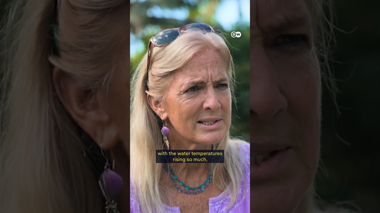 Whales as Legal Persons: Why Cetaceans Deserve Rights in 2024