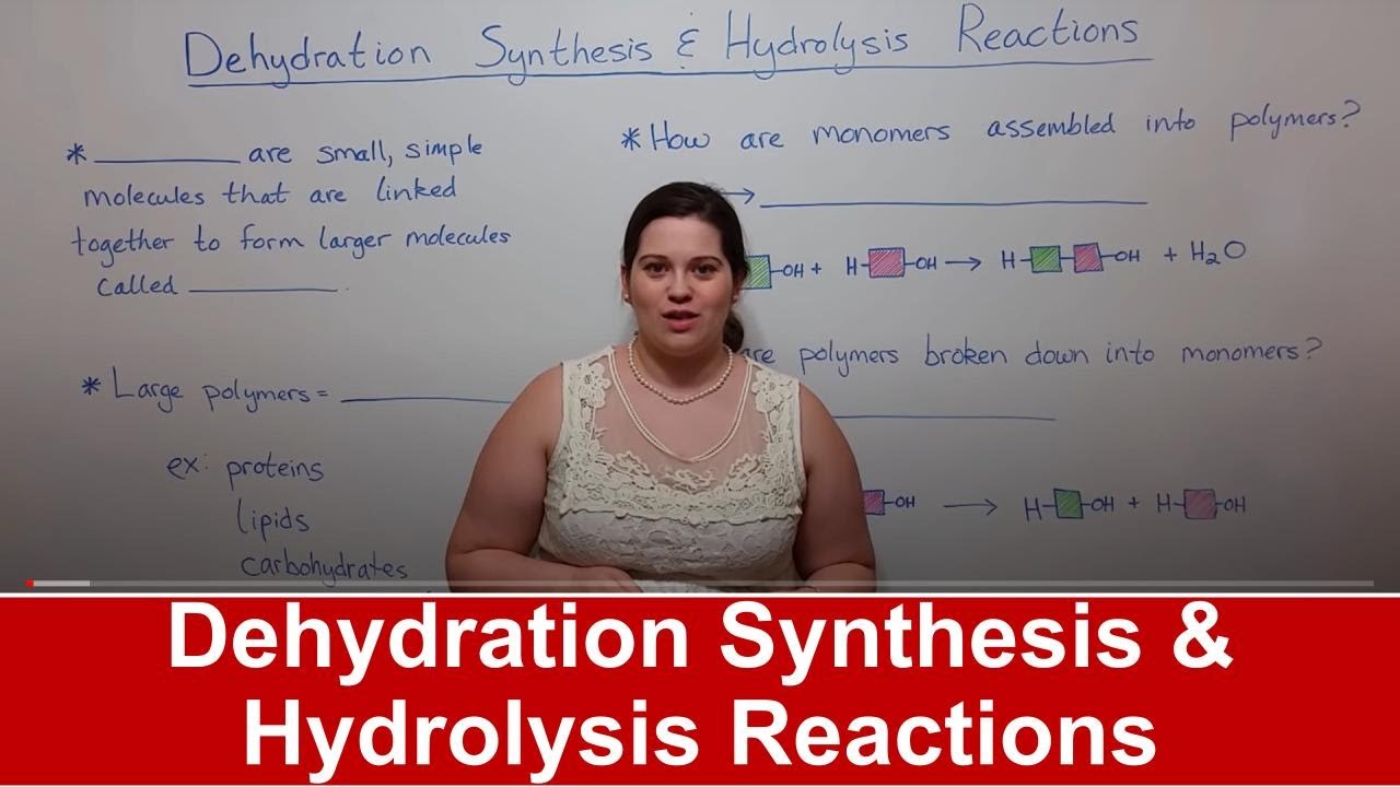Dehydration Synthesis vs Hydrolysis: Key Biochemical Reactions Explained