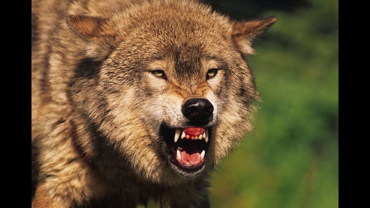 Video Content Analysis Unavailable: Transcript Missing Core Information