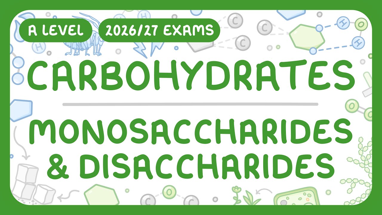 Monosaccharides and Disaccharides Explained: Structure & Function