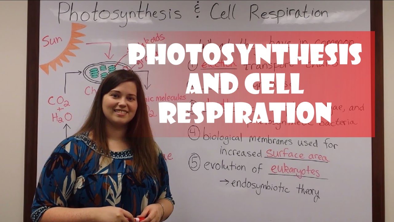 Photosynthesis & Cellular Respiration Cycle Explained