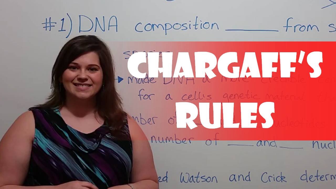 Chargaff's Rules: DNA Base Pairing Explained Simply