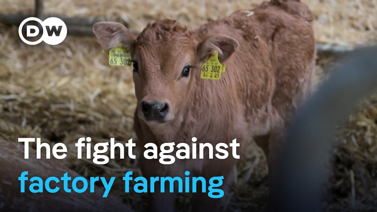 Ethical Cattle Farming: Costs, Challenges & Solutions