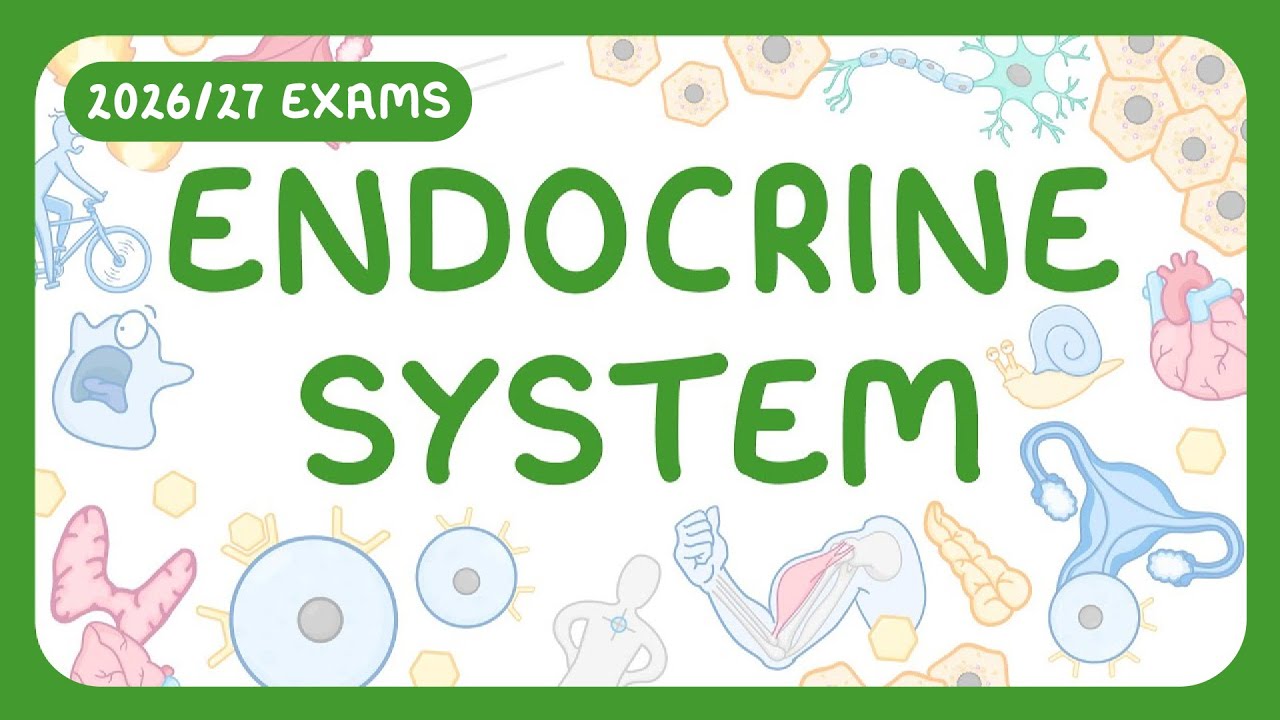 Endocrine System Explained: Master Your Body's Control System