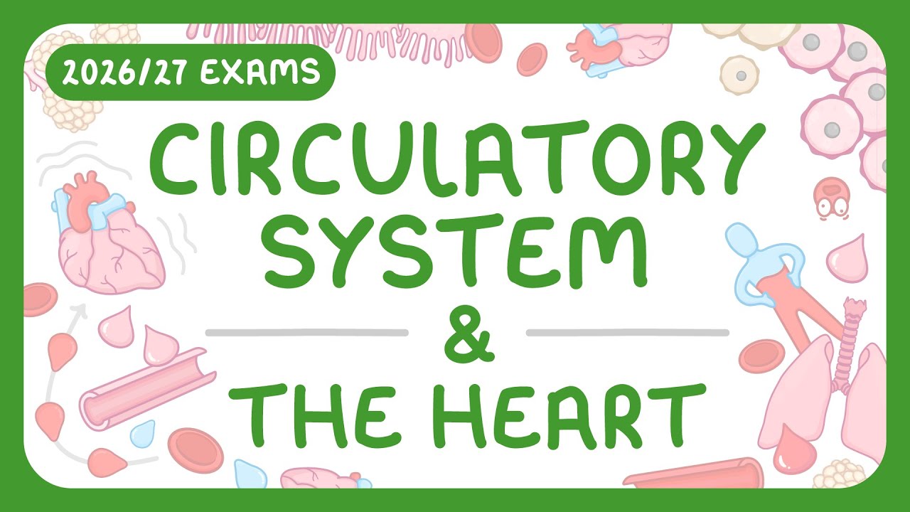 Double Circulatory System Explained: Heart Structure & Blood Flow