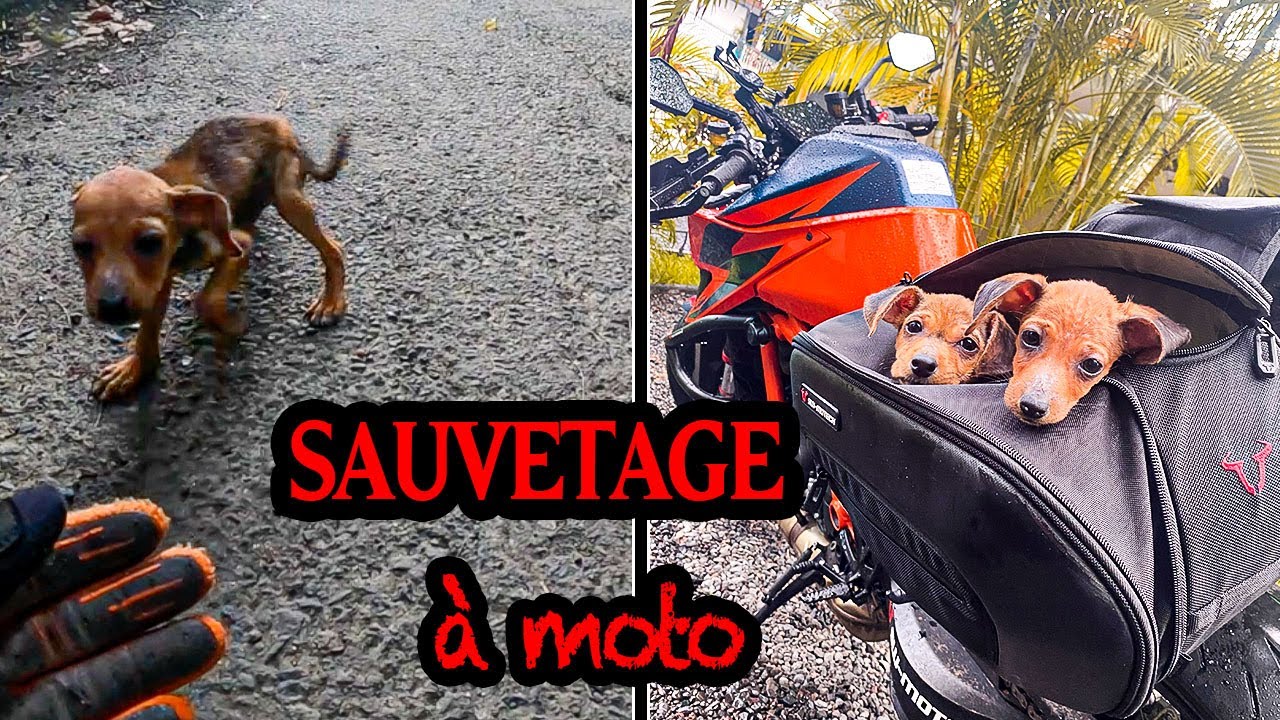 How to Rescue Stray Puppies Abroad: A Practical Guide