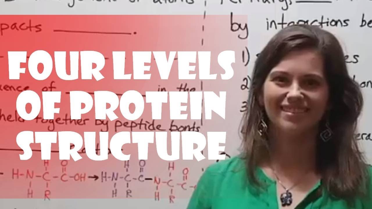 Protein Structure Levels Explained: A Complete Guide