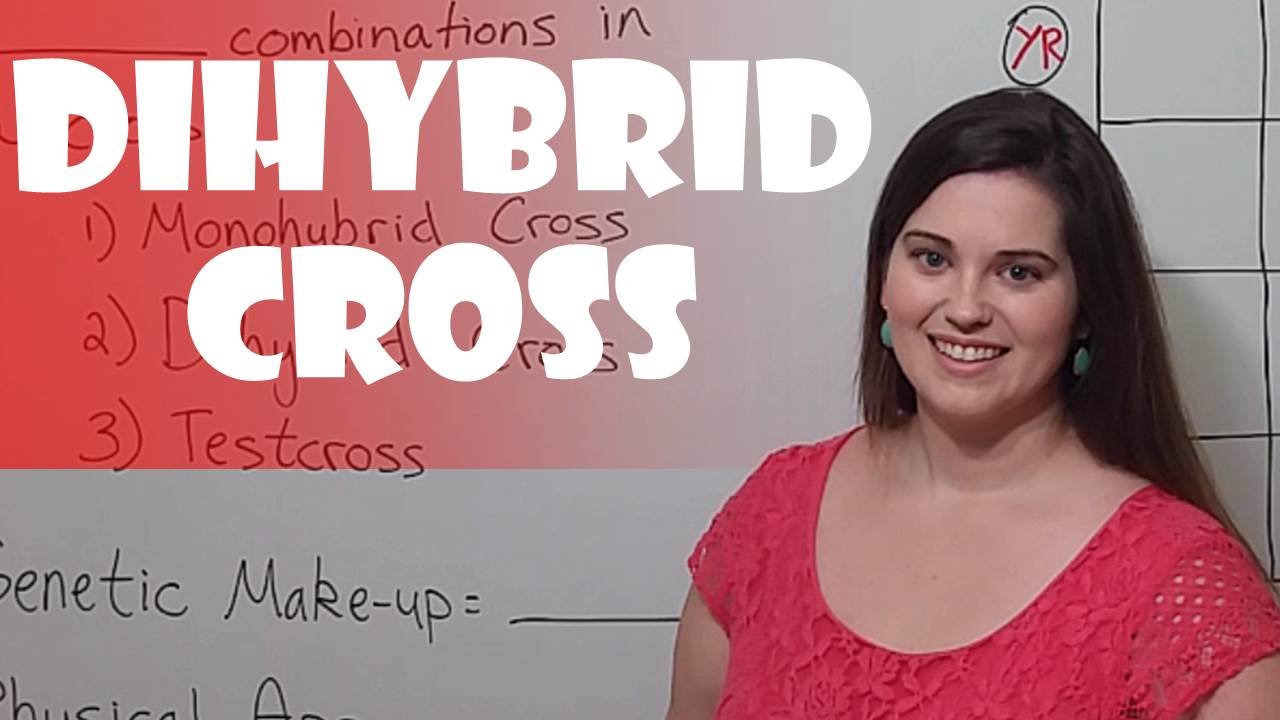 Mastering Dihybrid Crosses: Punnett Square Guide & Ratios