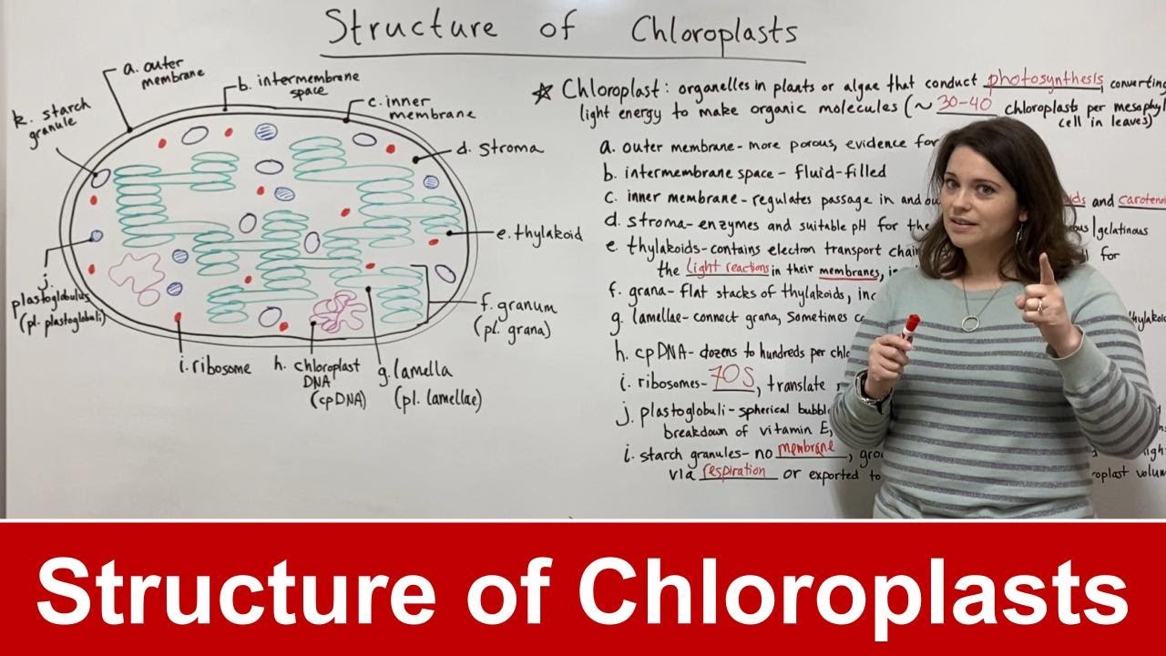 Chloroplast Structure Explained: Key Parts and Functions